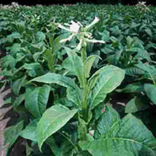 30ml Hangsen Tobacco Mint Flavoured E Liquid 24mg