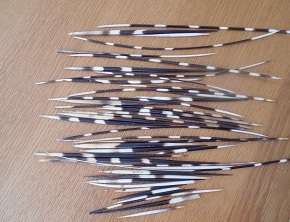 Porcupine quills for the crafter (one lot)