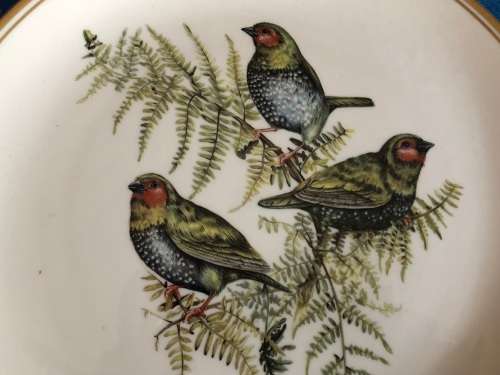 Green Twinspot (Liz McMahon) - Beautiful Birds of South Africa's Wilds, Heritage series