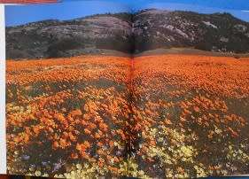 Garden of the Gods, by Freeman Patterson (signed by author)