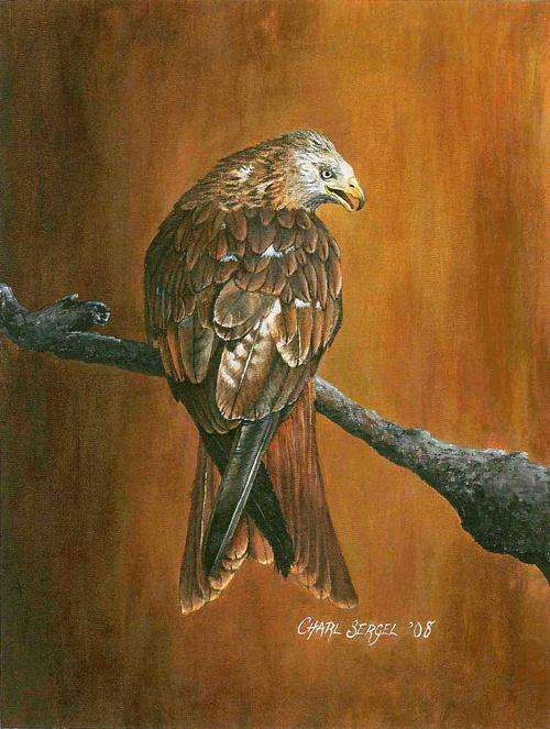 Birds of Prey by Charl Sergel ï¿½ Red Kite (SIGNED ORIGINAL 2008) Christmas Giveaway!