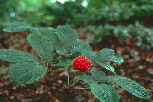 25 Seeds Panax ginseng