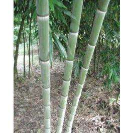 25 Seeds Phyllostachys pubescens