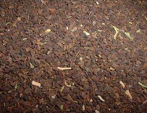 1 oz 28 Grams Peganum Harmala Seeds (Syrian Rue) - VIABLE