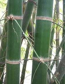 15 Seeds Dendrocalamus barbatus Giant Bamboo  Seeds