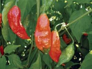 2 Bhut Jolokia POD 15 TO 30 SEEDS Ghost Pepper Seeds  Free  Shipping