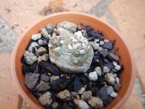 Dorstenia hybrid - attractive caudex forming succulent
