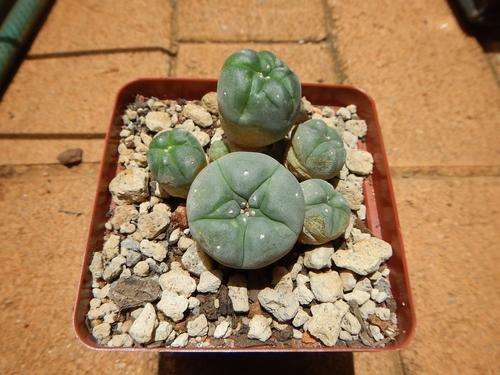 Lophophora caespitosa - attractive clump forming Lophophora