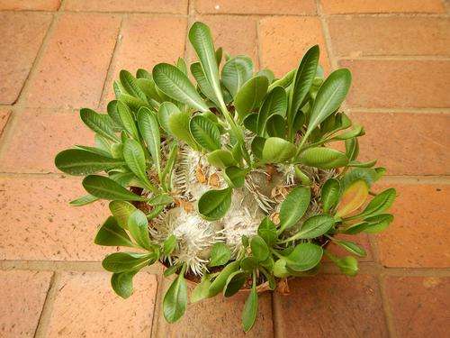 Pachypodium brevicaule - rare caudex forming Pachypodium