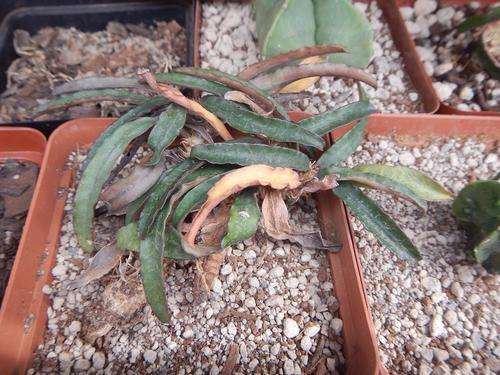 Euphorbia francoisii 3 - rare caudex forming succulent