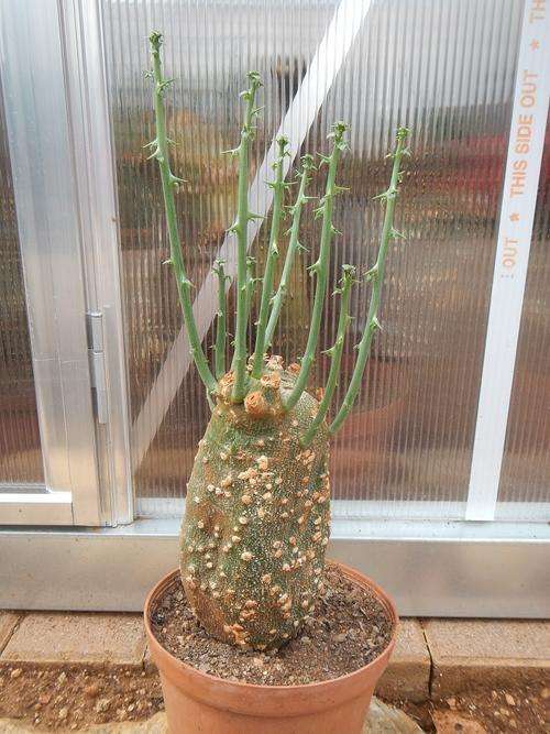 Adenia globosa - rare caudex forming succulent