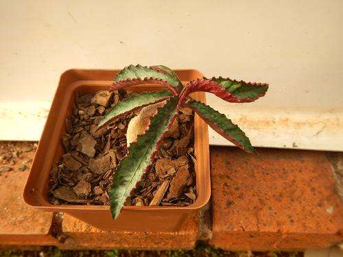 Euphorbia cremersii - rare caudex forming succulent