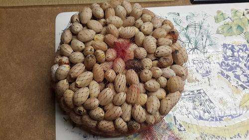 Cycad seed - 500 Fresh Encephalartos senticosus