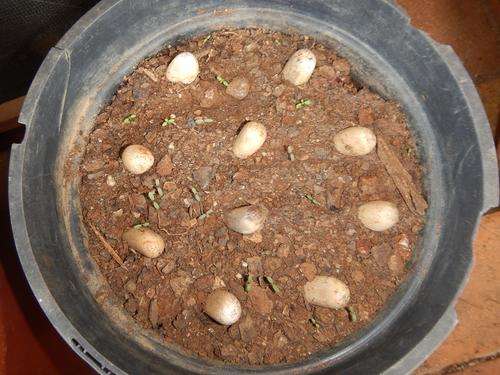 Cycad seed - 10 germinated Encephalartos pterogonus