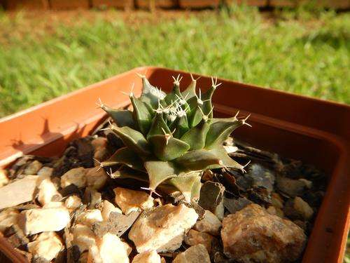 Obregonia denegrii - the artichoke cactus
