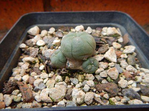 Lophophora williamsii 2 - attractive clump forming Lophophora