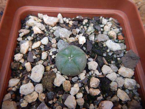 Lophophora williamsii 3 - attractive clump forming Lophophora