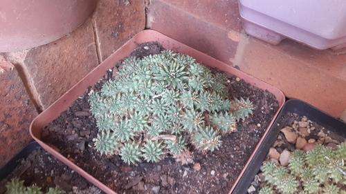 Euphorbia multiceps - rare caudex forming succulent