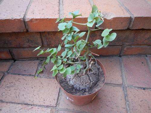 Dioscorea elephantipes large - Elephants foot, Tortoise shell