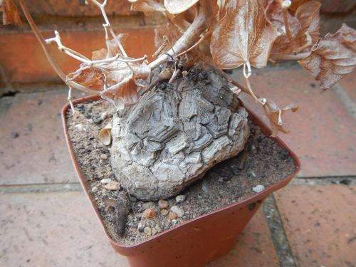 Dioscorea elephantipes medium 2 - Elephants foot, Tortoise shell