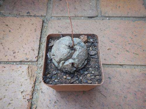 Dioscorea elephantipes small - Elephants foot, Tortoise shell