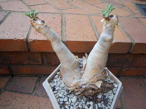 Cyphostemma betiformis - fantastic caudex succulent