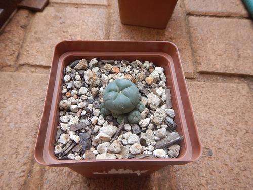 Lophophora williamsii 2 - attractive clump forming Lophophora