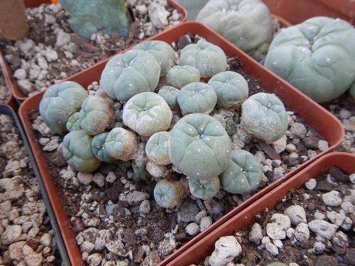 Lophophora caespitosa Peyote - attractive succulent