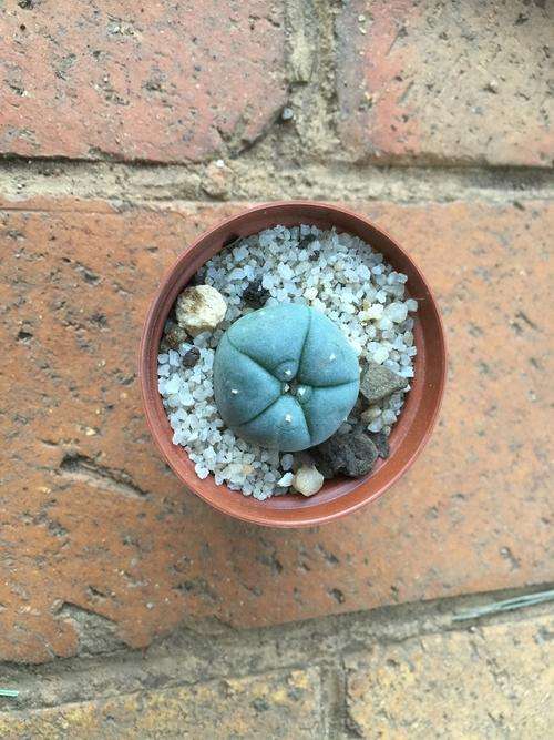 Lophophora williamsii, Peyote Seedlings - attractive succulent