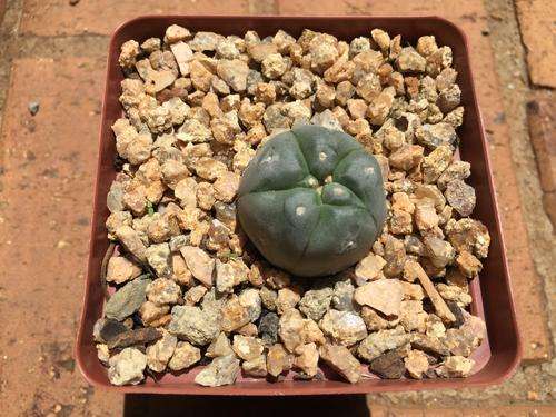 Lophophora williamsii ex Thailand, Peyote Seedlings - attractive succulent
