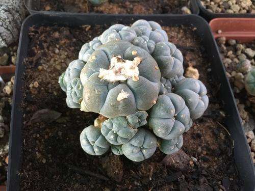 Lophophora williamsii (GK9635), Peyote Cutting - attractive succulent