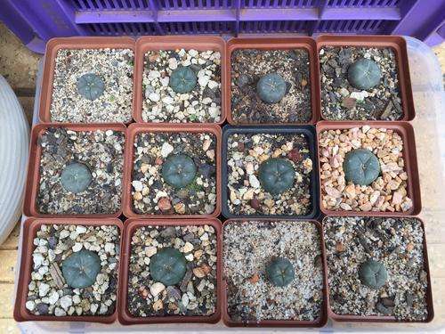 12 x Lophophora williamsii (from seed),  - attractive succulent