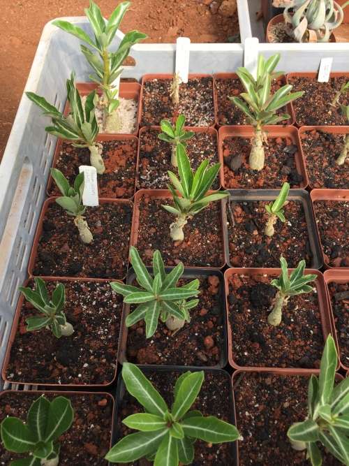 Adenium obesum