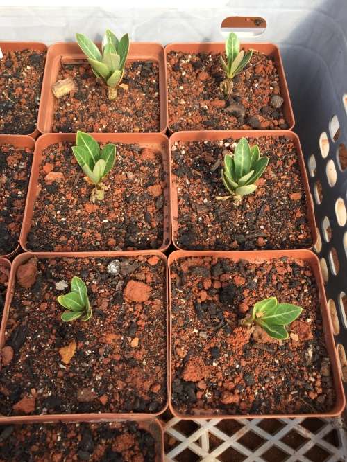 Adenium somalense