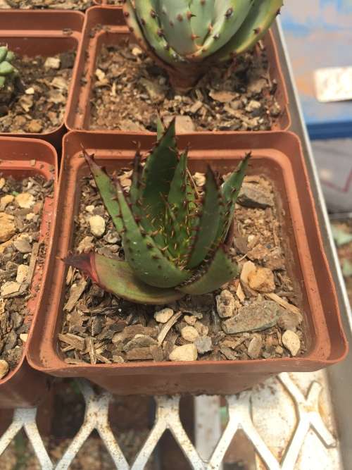 Aloe broomii