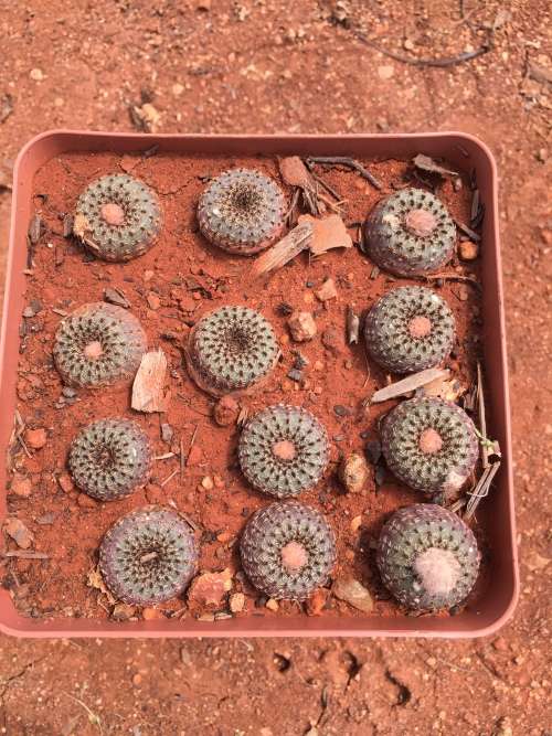 Frailea castanea