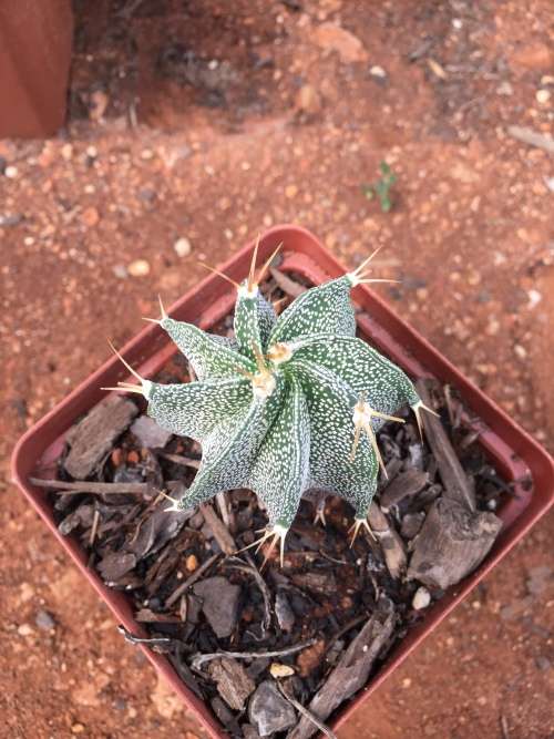 Astrophytum ornatum