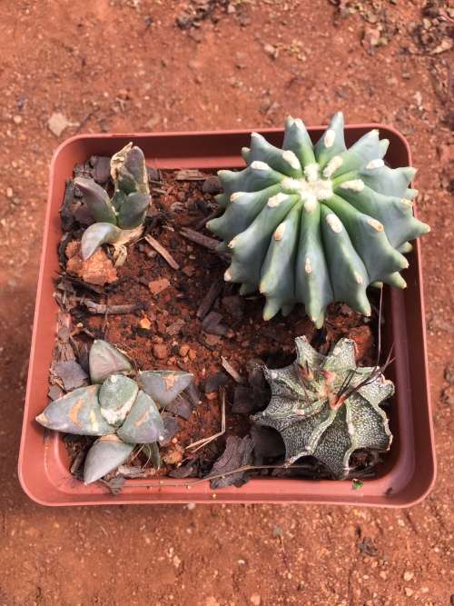 2 Ariocarpus retusus, 1 Ferocactus glaucescens var. inermis and 1 Astrophytum capricorne