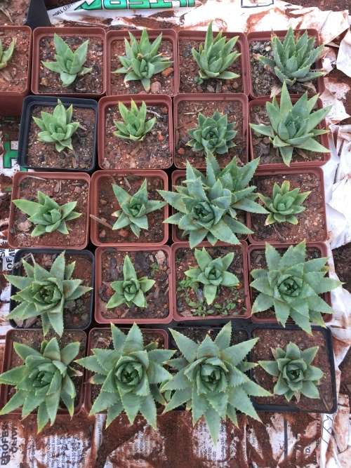 Aloe polyphylla