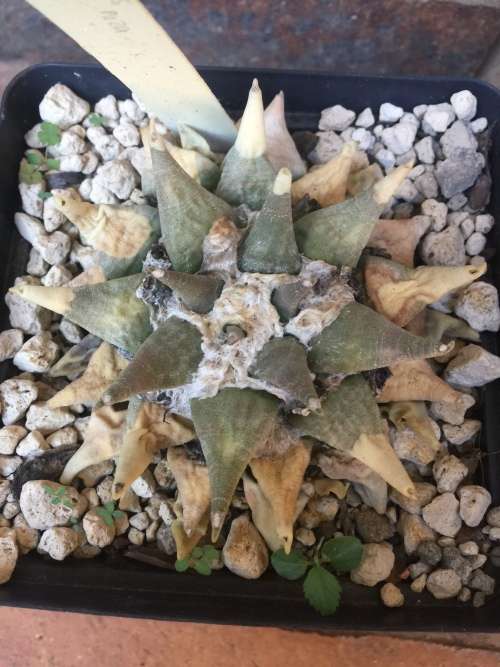 Ariocarpus retusus