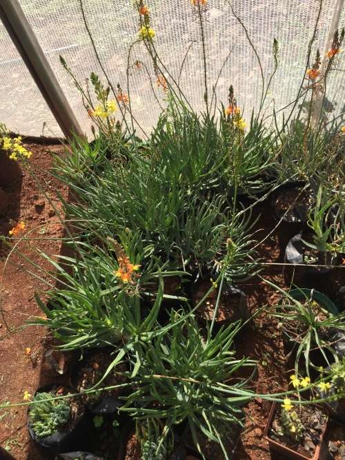 Bulbine frutescens