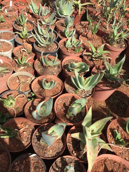 Aloe striata - from yellow flowering parents