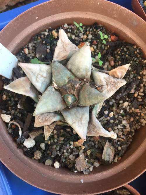 Ariocarpus retusus