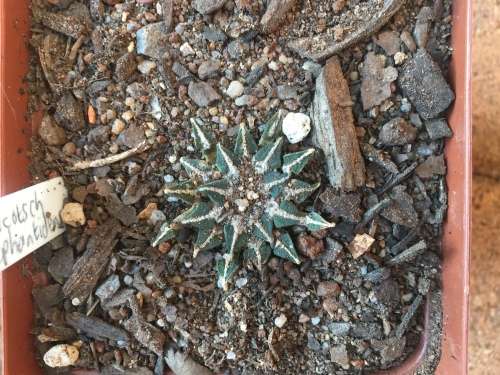 Ariocarpus kotschoubeyanus elephantidens