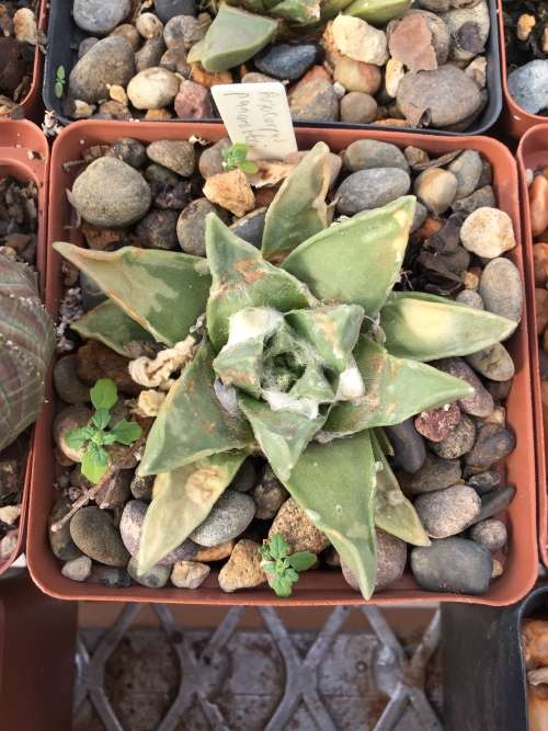 Ariocarpus panarottoi 1