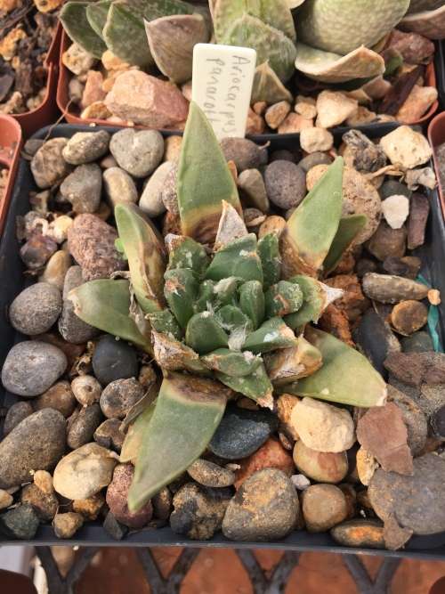 Ariocarpus panarottoi 2