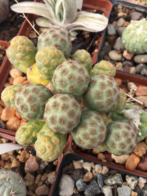 Puna bonnieae (Unrooted cutting)