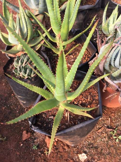 Aloe rupestris 1
