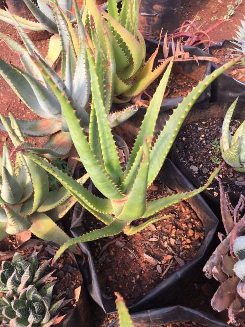 Aloe rupestris 2