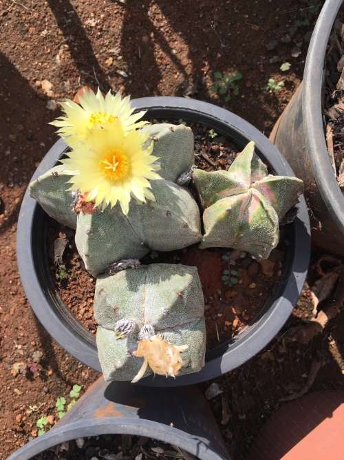3 x Astrophytum myriostigma